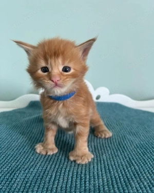 Kräftige Maine-Coon-Kätzchen, männlich und weiblichEs handelt sich um sehr liebe Maine-Coon-Kätzchen