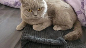 Liebevolle Zuhause für meine Katze 