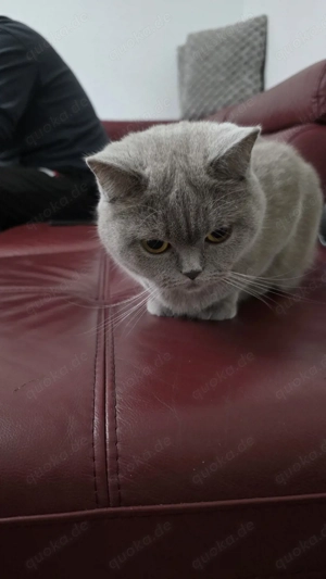Britisch Kurzhaar Katzen   Mutter & Sohn suchen gemeinsam ein liebevolles Zuhause   
