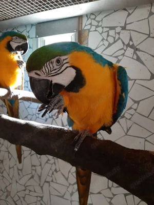 Gelbbrustaras Zuchtpaar