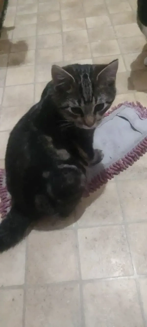 Dringend! Mixkitten Maine coon