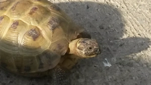 Schildkröte abzugeben