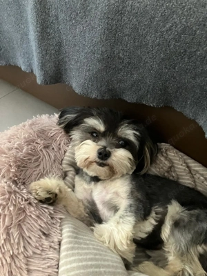 Hündin mit Welpen abzugeben