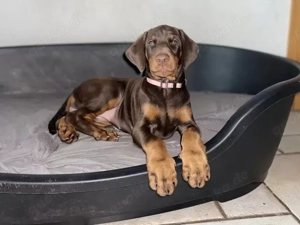Dobermann Welpen suchen neues Zuhause!!