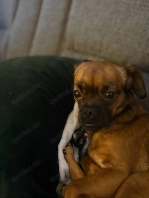 nala sucht ein zuhause für immer 