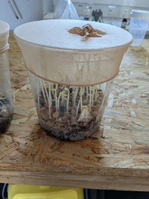 Drosophila und Erbsenblattläude