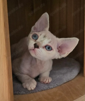 Devon Rex Mädchen RESERVIERT bis 23.03.
