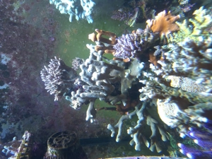 Meerwasser Montipora  Bild 2