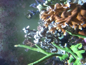 Meerwasser Montipora  Bild 5