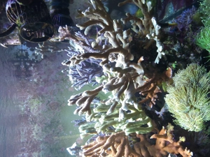 Meerwasser Montipora  Bild 4
