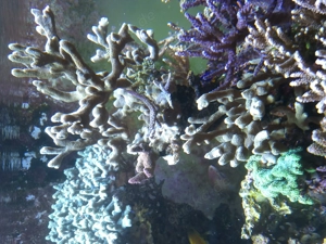 Meerwasser Montipora  Bild 3