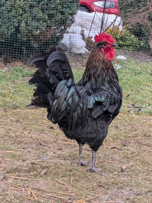 Junghähne zur Weitermast 