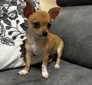 Mini Chihuahua