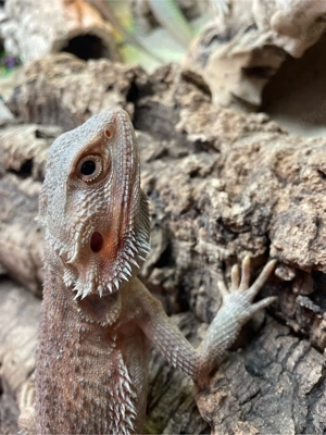 1.0 pogona vitticeps, männliche Bartagme 