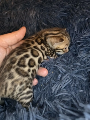 Bengal Kitten mit Stammbam Eltern 10 Tests Kitten Katze Kater  Bild 5