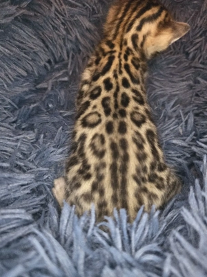 Bengal Kitten mit Stammbam Eltern 10 Tests Kitten Katze Kater  Bild 9