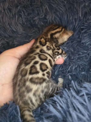 Bengal Kitten mit Stammbam Eltern 10 Tests Kitten Katze Kater  Bild 7