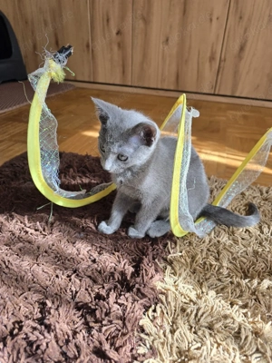 Russisch Blau Kitten m. Stammbaum M W Eltern 10 Tests  Bild 6
