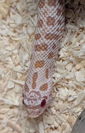 Arctic Snow, Superarctic Snow, Arctic Axanthic Conda het Albino - Heterodon nasicus Hakennasennatter