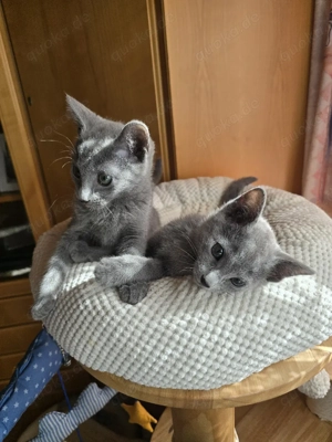 Russisch Blau Kitten m. Stammbaum M W Eltern 10 Tests  Bild 5