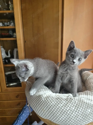 Russisch Blau Kitten m. Stammbaum M W Eltern 10 Tests  Bild 2