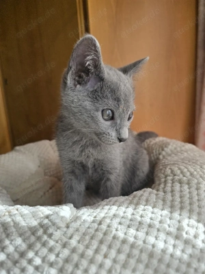 Russisch Blau Kitten m. Stammbaum M W Eltern 10 Tests  Bild 7