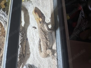 Batergam zu verkaufen  