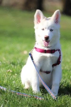 Weiße Husky Hündin