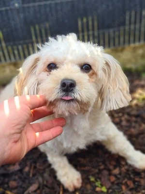 Chips - ein kleiner,lustiger Wirbelwind 