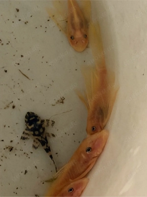 8x junge L Welse auch long fin, tausch geg, Adolfoi, Sturisoma, Schmerlenpanzerwelse möglich .....