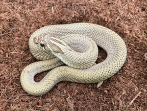 1.0 Superconda Heterodon Nasicus CB22