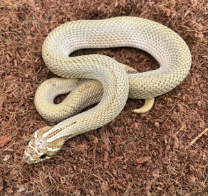 1.0 Superconda Heterodon Nasicus   Hakennasennatter NZ22