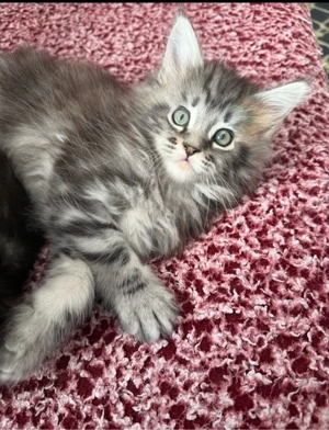 Ein kleiner Blick, ein großes Herz   Maine coon sucht dich! Bild 2