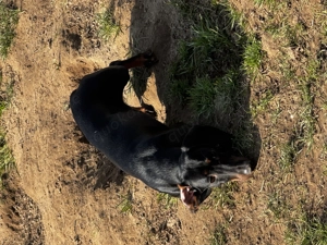 Dackelrüde Oskar sucht liebevolles Zuhause 