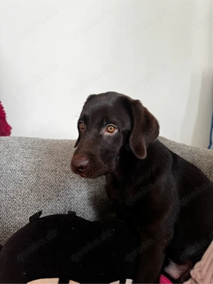 Labrador Retriever 5 monate alt