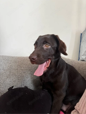 Labrador Retriever 5 monate alt
