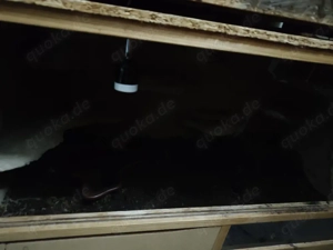 Terrarium zu verschenken 