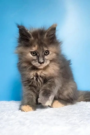    Fiona: Exklusive Blue Tortie Maine Coon (13 Wochen)   