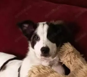 Mischlingsmädchen sucht Zuhause