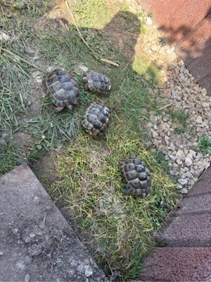 Maurische Landschildkröten abzugeben 