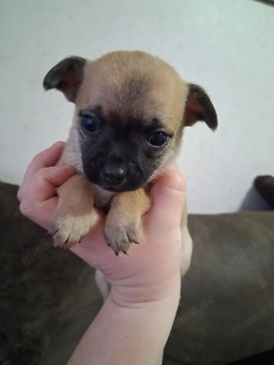 Chihuahua Weibchen 