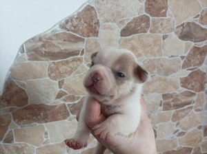 Retrobully Welpen stellen sich vor 