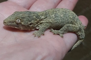 Rhacodactylus leachianus brosse Hamm