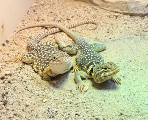 Terrariumrack Kunsstoff 