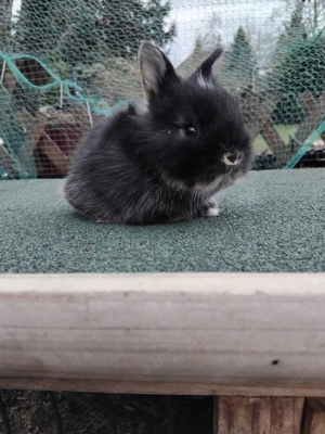 Zwergkaninchen  Bild 3