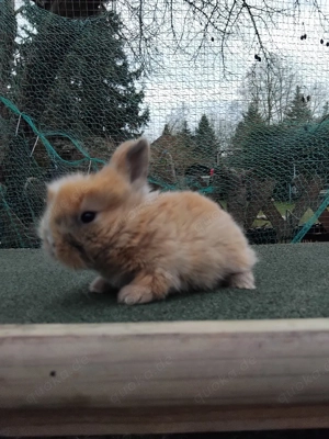 Zwergkaninchen  Bild 5