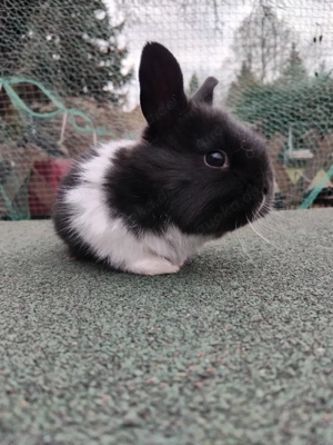 Zwergkaninchen  Bild 2