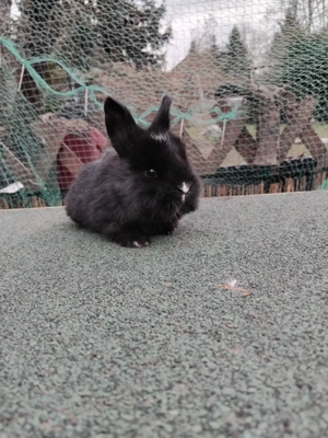 Zwergkaninchen  Bild 4