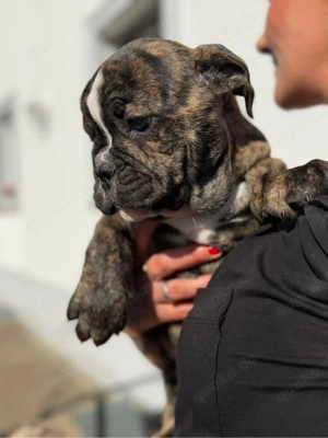 Old English Bulldogg Welpen