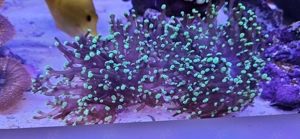 Euphyllia paradivisa große Ableger 